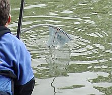 Kleine Fische?... Kleine Fische?...