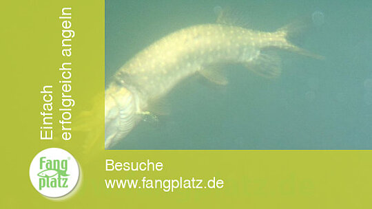 Sommerhechte: Die Beisszeiten
