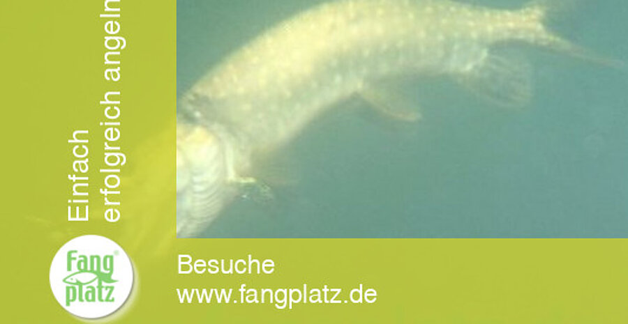 Sommerhechte: Die Beisszeiten Sommerhechte: Die Beisszeiten