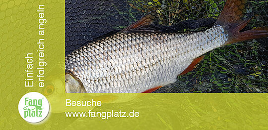 5 Tipps: Mehr Rotaugen im Fluss fangen | fangplatz.de