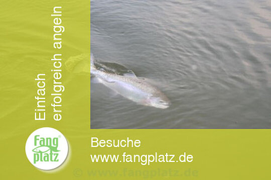 Forellen mit Bienemaden fein "gestippt"