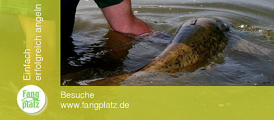 Rechtsfrage: Zurücksetzen von gefangenen Fischen "Catch & Release"